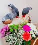 Hand Fed African Grey Parrots for Sale