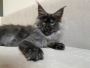 Maine Coon Cats for sale | Maine Coon kittens for sale