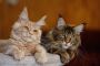 European Maine Coon Cats From MasterCoons Cattery