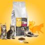 Kibble Carnival for Kittens: Maitre Croquettes' Culinary Mag