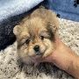 Adorable Pomeranian Puppies for Sale: Find Your Perfect Comp