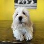 Havanese Puppies For Sale In New York