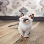 Embrace the Elegance of Siamese Kittens for Sale