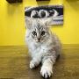 Adorable British Shorthair Kittens For Sale