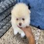 Adorable Pomeranian Puppies For Sale in NY 