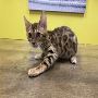 Gorgeous Bengal Kittens Available for Adoption