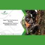 Expert Tree Care Services in Bromley: Maintaining Your Trees