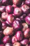 Fresh Onion Exporters in India 