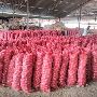Exporting Fresh Onions from India | Mariya Farm