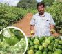 Best Online Course On Arka Kiran Guava Farming ffreedom app