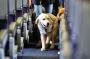 How to Add Pet to United Flight? | FlyOfinder