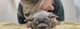 Puppy School Near Me Puppy School Near Me