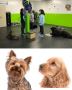 Top Dog Training In Broken Arrow - Meritdog Training & Servi
