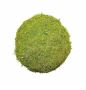 Buy Different Size Of Floralcraft Moss Ball