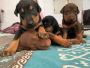 Doberman Puppies For Sale Doberman Puppies For Sale