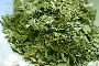 Moringa dried leaves 100% pure at best price | Moringa Whole