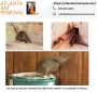 Best rodent trapping and rat exclusion agency in Atlanta, GA