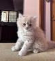 Persian Kitten for Sale in Bangalore