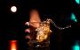 Criminal Lawyer Eau Claire