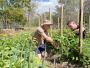 Keen to harbour knowledge of edible food gardening?