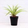Buy Online Potted Plants