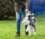Dog Training for Anxiety in Alberta Dog Training for Anxiety in Alberta