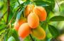 Online Mango Plant Shopping Made Easy with Newnessplant