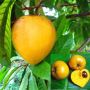 Buy Mango Tree Online in India