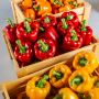 Hydroponics Bell Pepper online - Nature's Miracle