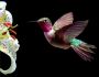 Enhance Your Home Decor with Hummingbird Framed Art