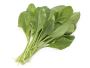 Can spinach grow hydroponically? What are its growing tips? 
