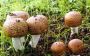 The Immune-Boosting Benefits with Organic Mushroom Powder