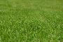 Want to get the Best Lawn Care Facility in Boolaroo