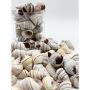 High-Quality Bulk Seashells for Sale