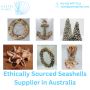 Ethically Sourced Seashells Supplier in Australia