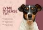 Lyme Disease In Dogs - Symptoms, Treatment & Prevention
