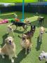 Customized Dog Training Program at Paw Oasis Pet Resort