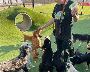 Paw Oasis Pet Resort: The Ultimate Dog Training Destination