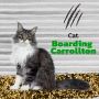 Cat Boarding Excellence at Paw Oasis Pet Resort: Unmatched C