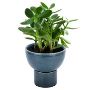 Shop for Small Flower Pots Home Depot - Perilla Homes 