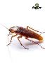 Services for Bed Bug Extermination for a Restful Night's