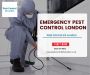 Call Experts When It's For Emergency Pest Control in London