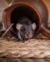 Mouse Control Canberra - Pest Control Canberra
