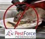 Mice Control Calgary | Pestforce.ca