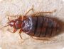Are Bed Bugs Causing You Sleepless Nights in Melbourne?