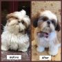 Professional Home Pet Grooming Service: Pamper Your Pet with