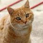 Best CBD Oil for Pets Best CBD Oil for Pets