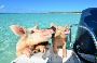 Bahamas Best: Features of the Swimming Pig Experience