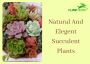 best succulents, cactus, indoor plants