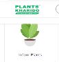Best Indoor Plants to Your Location 